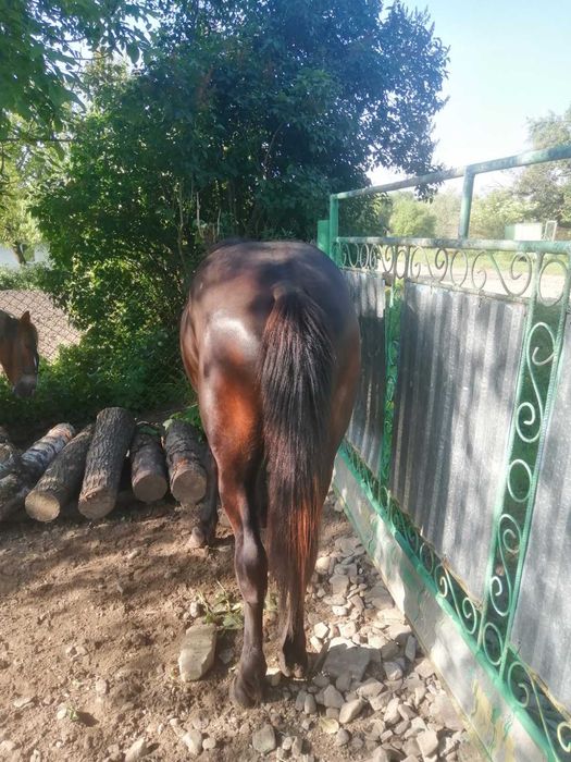 Кінь спокійний ф