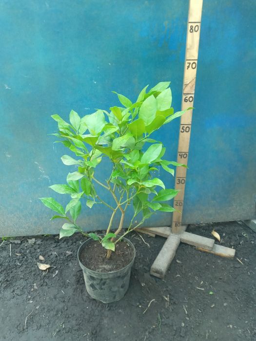 Лимон  + Лимон +