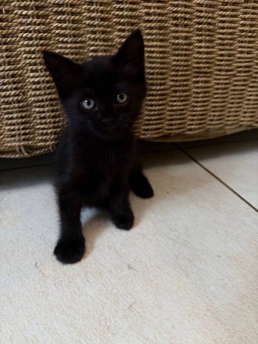 Чорненьке кошенятко район парк Центральний Ірпінь