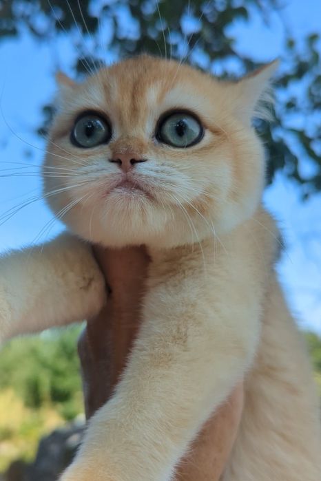 Шиншила ny 12 золотая плюшевая