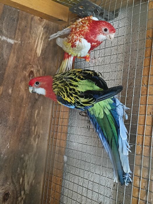Papugi kolorowe .