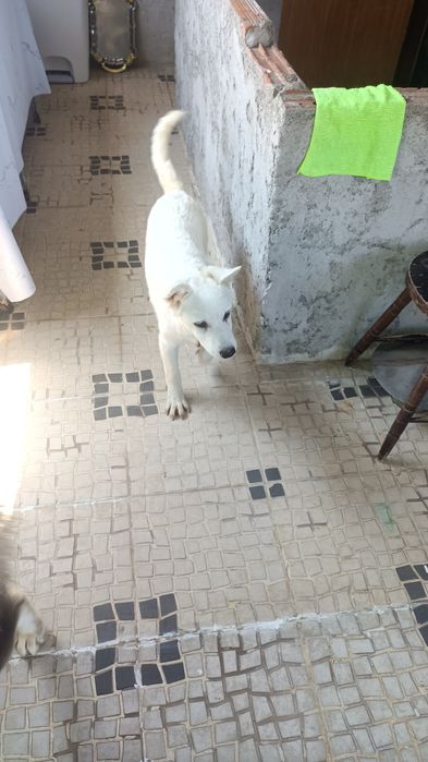 Último cachorro branco