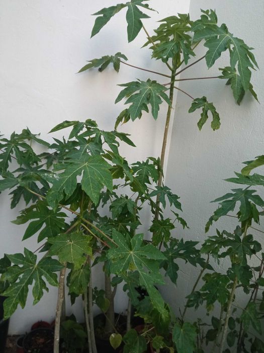 Vendo mamoes em vaso