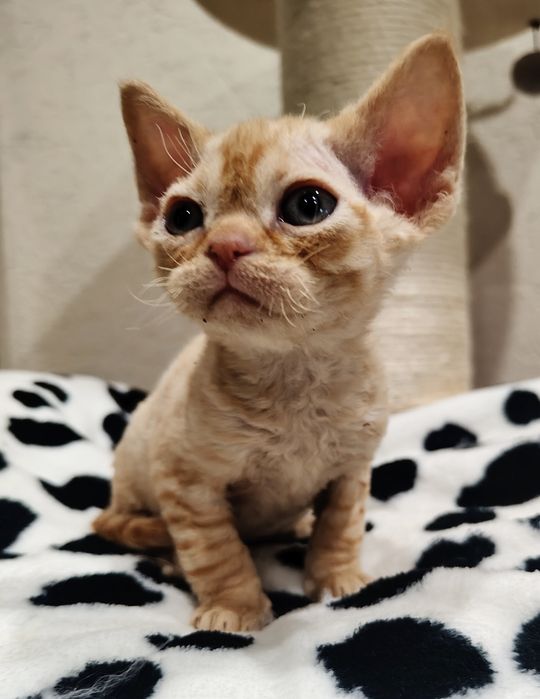 Devon rex kocurek