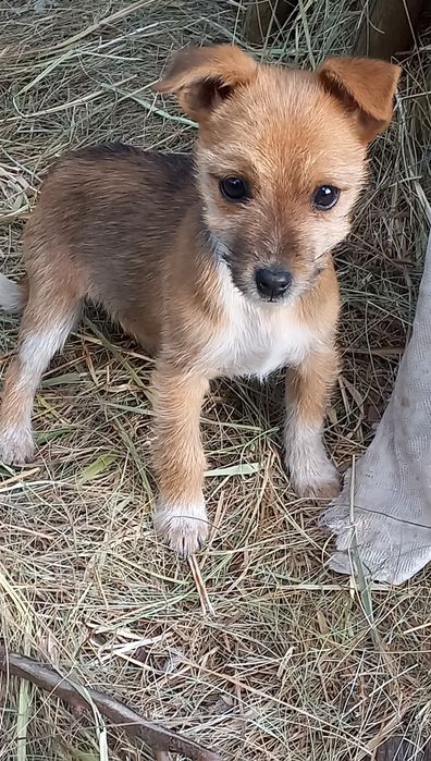 Бусінка шукає родину