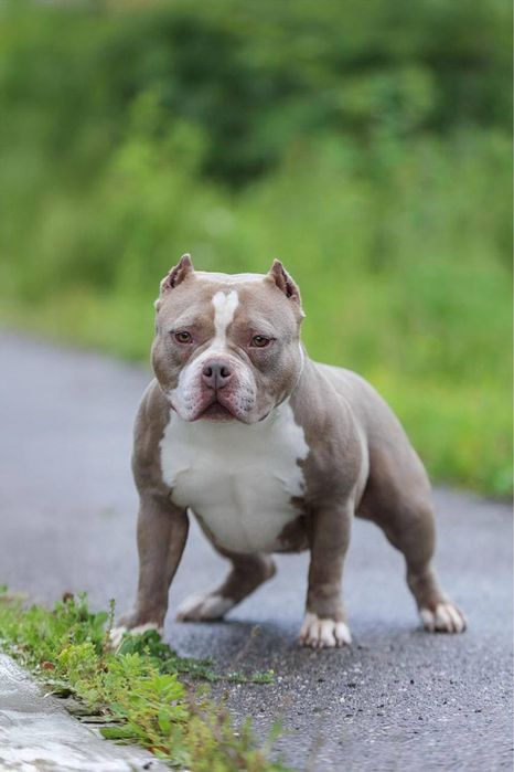 Прилаштовується красуня Буллі в типі Покет ! СТЕРИЛІЗОВАНА