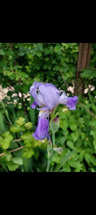 Іриси великорослі