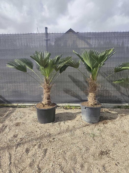 Palma Trachycarpus Wagnerianus