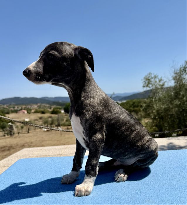 Whippet lindo com lop