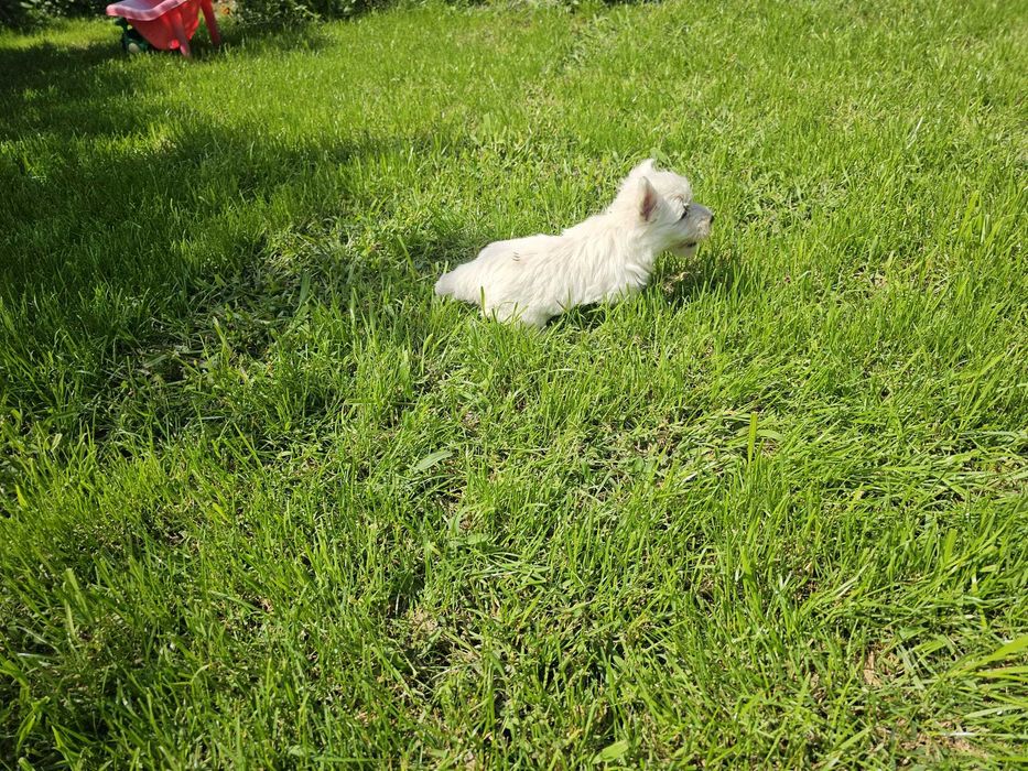Szczenię (suczka) West Highland White Terier (Westie)