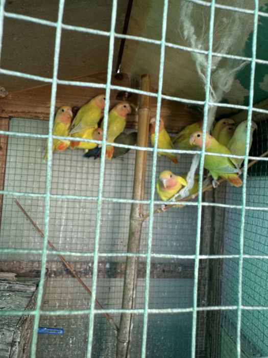 Agapornis roseicollis de várias cores