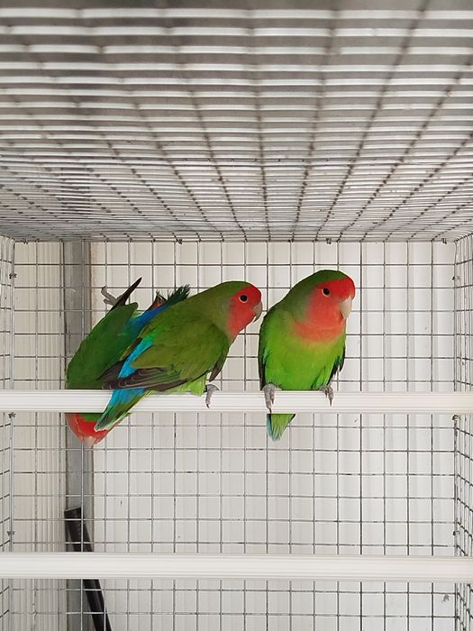 Vendo agapornis roseicollis longfheters