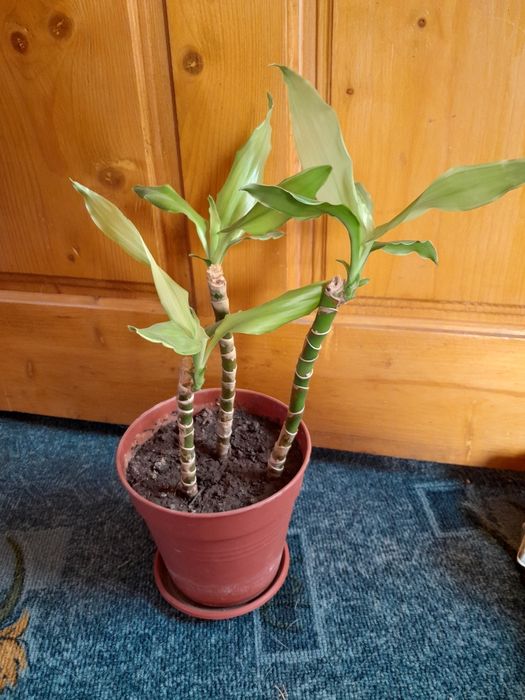 Драцена, вазон з горщіком.