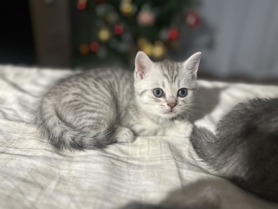 Котята шотландские скоттиш фолд мальчик и девочка