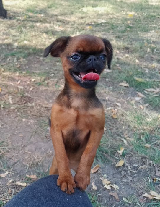 малий брабансон (гриффон), цуценята