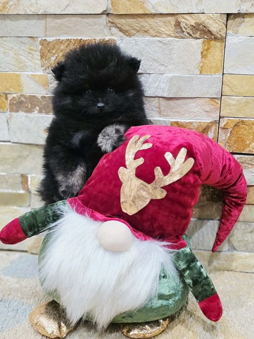 Spitz  pequenino Macho