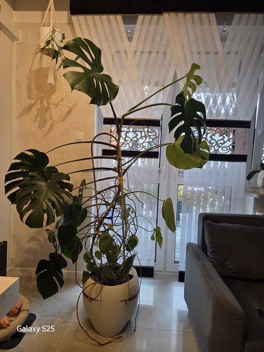 Monstera wraz z doniczką.