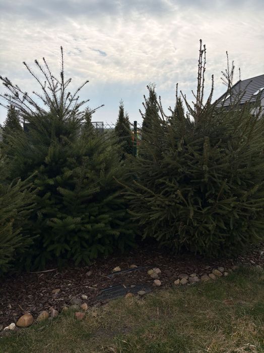 Choinki: 10 szt. daglezji i 12 szt. Świerków