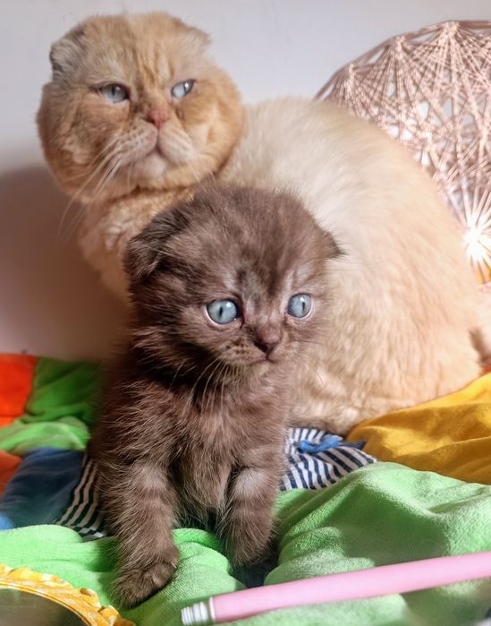 Чудовий скоттіш фолд віслоухий хлопчик шоколад на срібрі .Док.