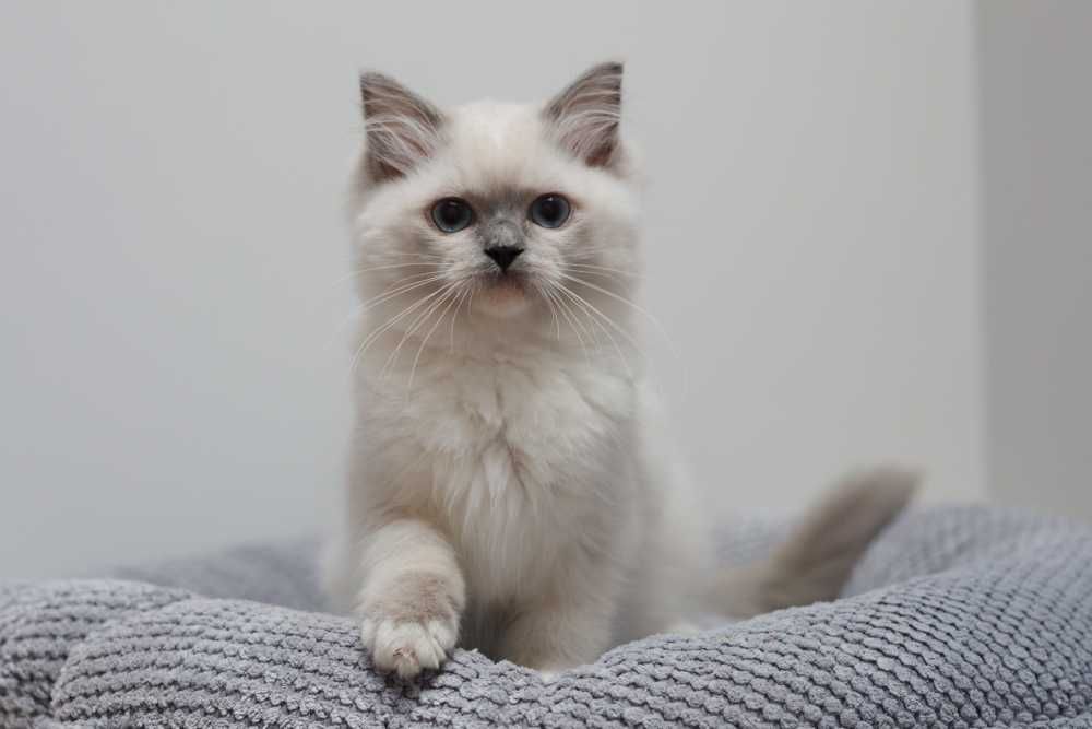 Ragdoll, śliczna koteczka blue mitted z prawdziwym rodowodem FPL/FIFE
