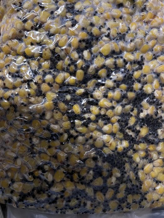 Fermentowana kukurydza na ryby