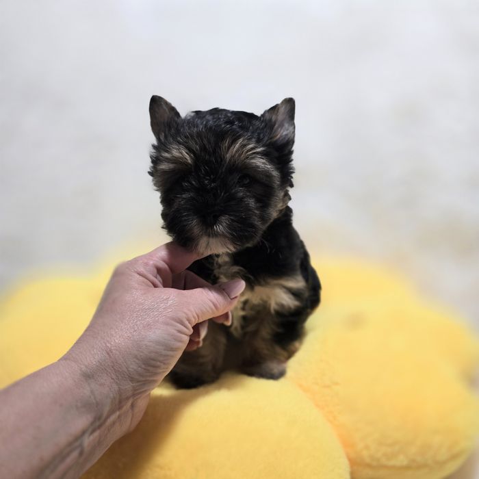 Dziewczynka Yorkshire Terrier