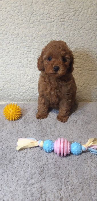 Той пудель рэдбраун готов жениться