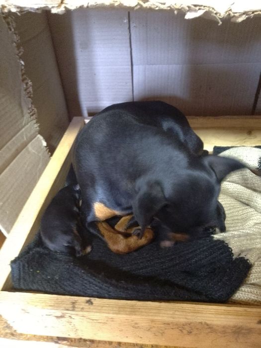 Цуценята Цвергпінчер