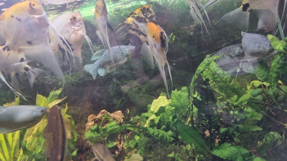 Skalary, gurami, kosiarki, labeo