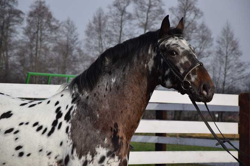 ogier SP KASTOR tarant stanówka