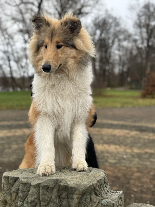 Owczarek szkocki collie ZKWP FCI
