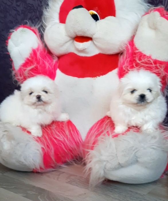 Веселые щеночки пекинесики