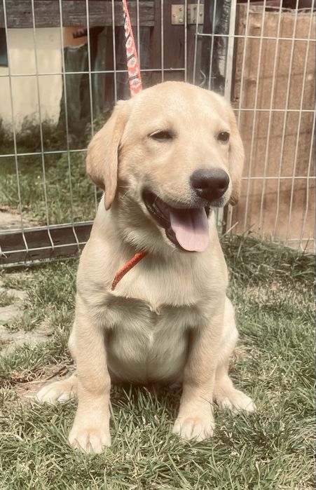 Labrador szczeniak piesek