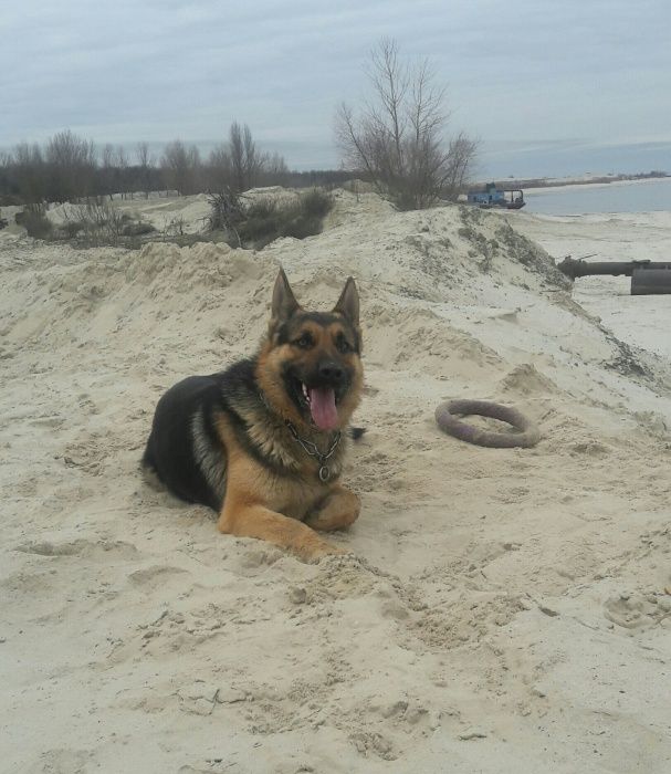 Вязка немецкой овчарки