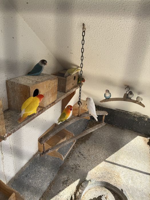 Vende-se 9 Agapórnis