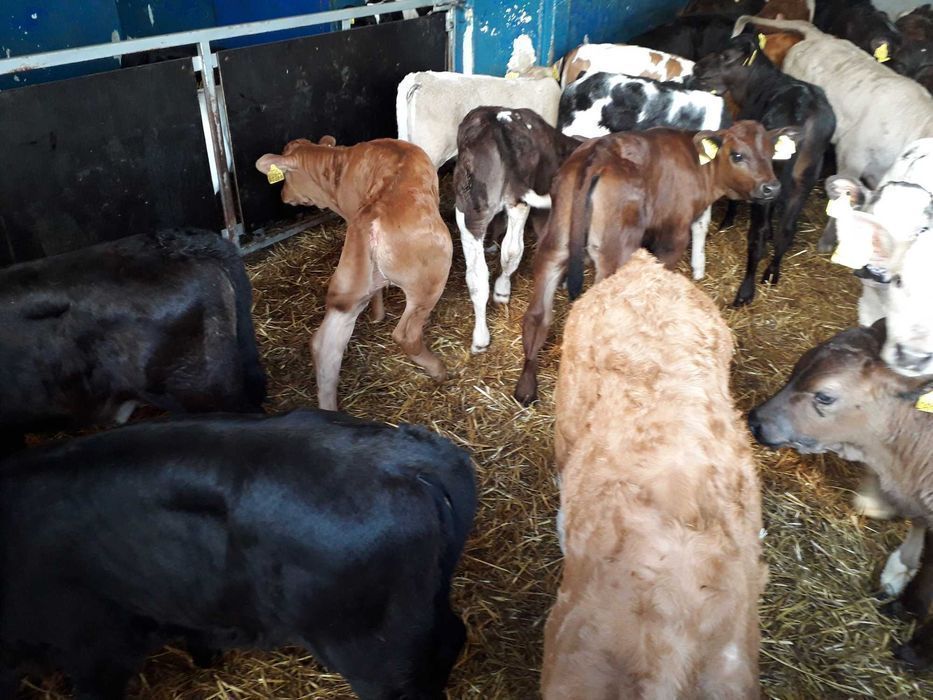 Byczki, jałówki Startery bez mleka, Simental, CB 60-200kg