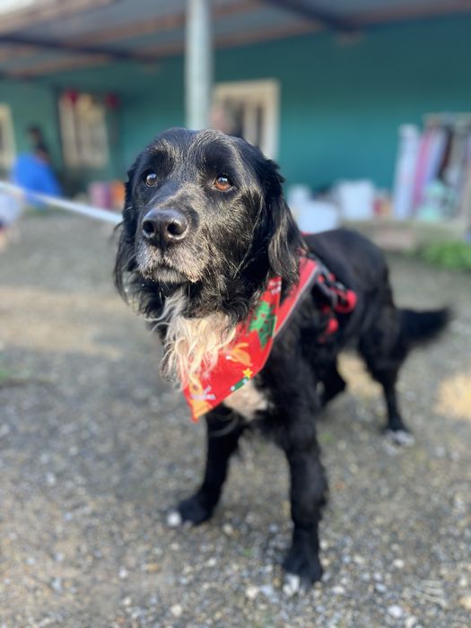 Panda- Porte médio/pelo semi-longo