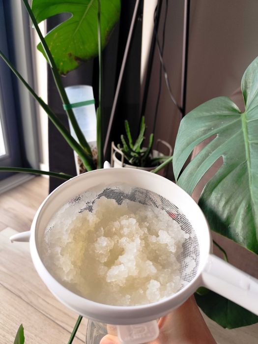 Kefir wodny, kryształki, tibicos