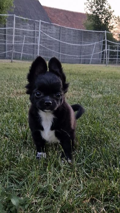 Gotowa do odbioru Długowłosa dziewczynka chihuahua
