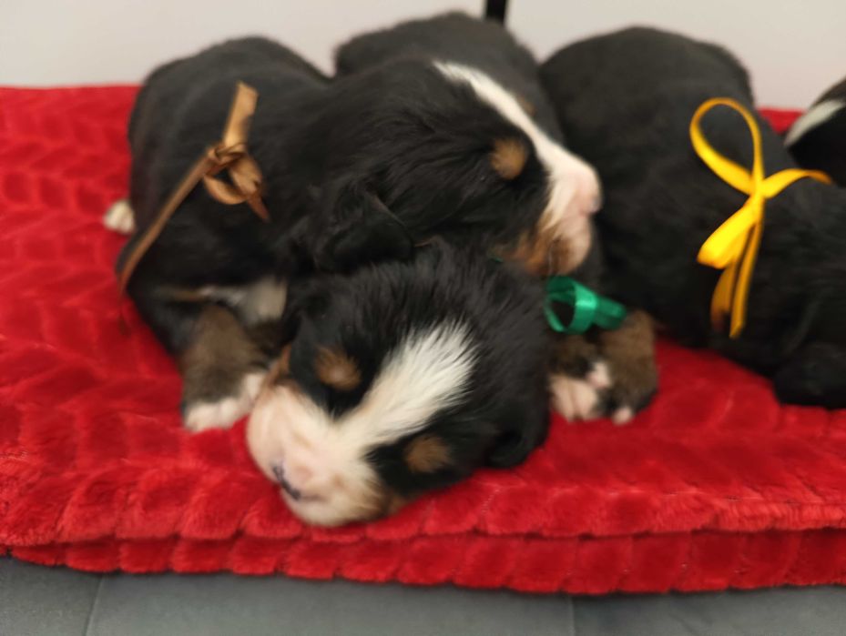 Berneński Pies Pasterski