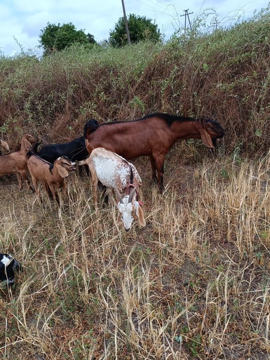 Англонубійскі кози