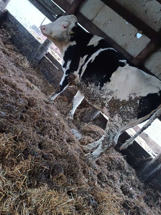 Sprzedam jałówki wycielone i wysokocielne