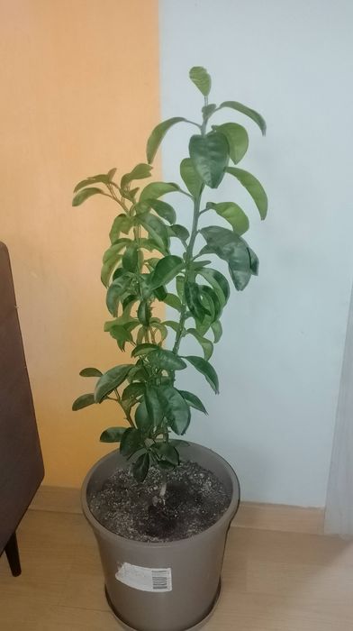 Drzewko mandarynki polecam