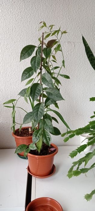 Planta oro pro nobis
