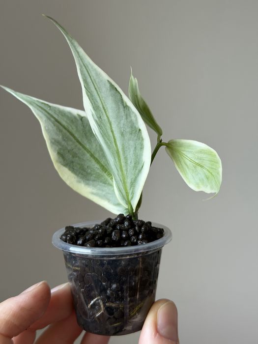 tania wysyłka! Hoya Polyneura albomarginata