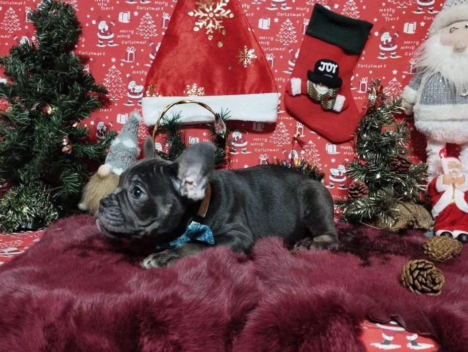 Шикарный парень с пакетом документов. Доставка по Украине и Европе.