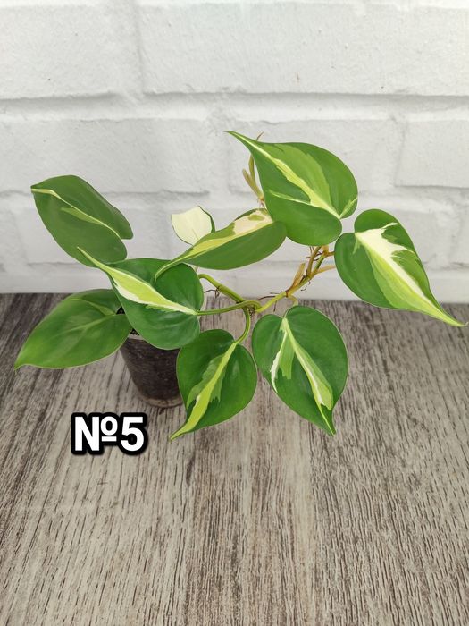 Філодендрон Бразіл, Скаденс, Лайм, Медіоптика