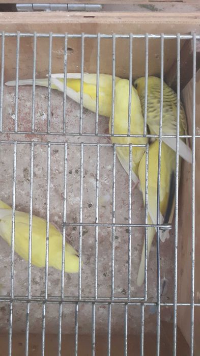 Vendo lote de 11 periquitos