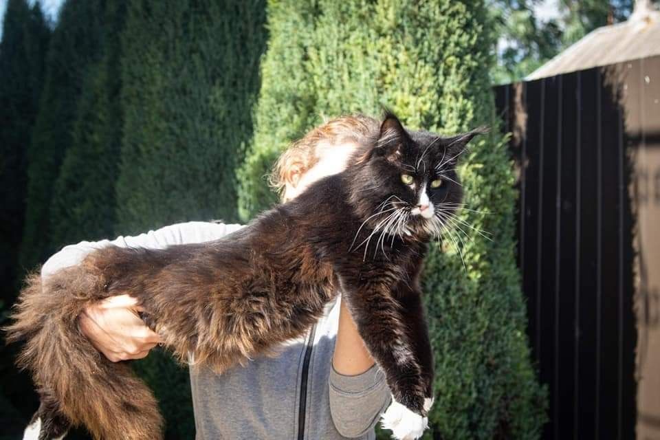 Велетні Мейн-кун