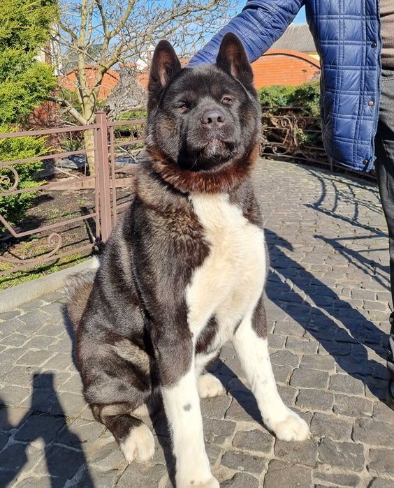 Американська акіта, кобель ,в'язка